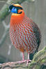 Satyr Temminckův (Tragopan temminckii)