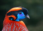 Satyr Temminckův (Tragopan temminckii)