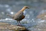 Skorec vodní (Cinclus cinclus)