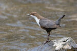 Skorec vodní (Cinclus cinclus)