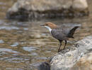 Skorec vodní (Cinclus cinclus)