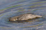 Skorec vodní (Cinclus cinclus)