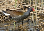 Slípka zelenonohá (Gallinula chloropus)