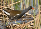 Slípka zelenonohá (Gallinula chloropus)