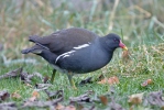 Slípka zelenonohá (Gallinula chloropus)