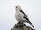 Sněhule severní (Plectrophenax nivalis)