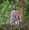 Sojka obecná (Garrulus glandarius)