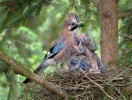 Sojka obecná (Garrulus glandarius)