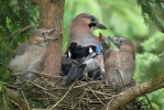 Sojka obecná (Garrulus glandarius)