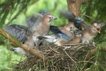 Sojka obecná (Garrulus glandarius)