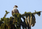 Sokol lastovičiar (Falco subbuteo)