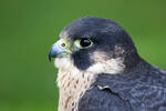 Sokol stěhovavý (Falco peregrinus)