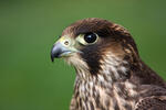 Sokol stěhovavý (Falco peregrinus)