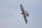 Sokol stěhovavý (Falco peregrinus)