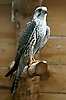Sokol tmavý (Falco biarmicus)