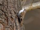 Šoupálek dlouhoprstý (Certhia familiaris)