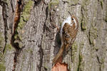 Šoupálek dlouhoprstý (Certhia familiaris)