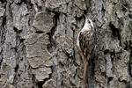 Šoupálek dlouhoprstý (Certhia familiaris)