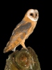 Sova pálená (Tyto alba)