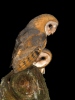 Sova pálená (Tyto alba)