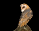 Sova pálená (Tyto alba)