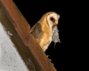 Sova pálená (Tyto alba)