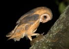 Sova pálená (Tyto alba)