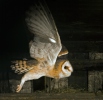 Sova pálená (Tyto alba)