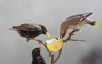 Špaček a brkoslav (Sturnus vulgaris)