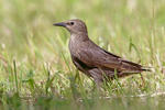 Špaček obecný (Sturnus vulgaris)