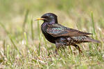 Špaček obecný (Sturnus vulgaris)