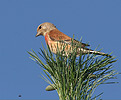 Stehlík konopiar (Carduelis cannabina)