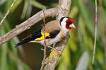 Stehlík obecný (Carduelis carduelis)