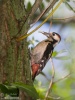 Strakapoud jižní (Dendrocopos syriacus)