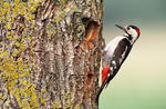 Strakapoud jižní (Dendrocopos syriacus)