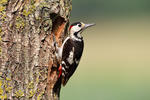 Strakapoud jižní (Dendrocopos syriacus)