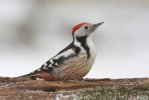 Strakapoud prostřední (Dendrocopos medius)