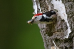 Strakapoud prostřední (Dendrocopos medius)