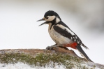 Strakapoud velký (Dendrocopos major)