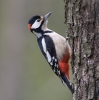 Strakapoud velký (Dendrocopos major)