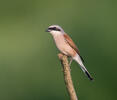 Strakoš červenochrbtý (Lanius collurio)