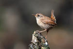 Střízlík obecný (Troglodytes troglodytes)