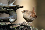 Střízlík obecný (Troglodytes troglodytes)