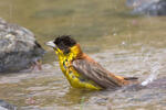 Strnad černohlavý (Emberiza melanocephala)