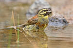 strnad cvrčivý (Emberiza cirlus)