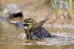 Strnad cvrčivý (Emberiza cirlus)