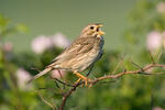 Strnad luční (Emberiza calandra)