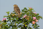 Strnad luční (Emberiza calandra)