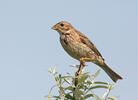 Strnad luční (Emberiza calandra)