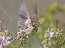 Strnad luční (Emberiza calandra)